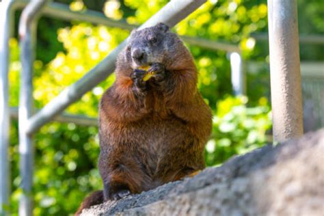 What Do Groundhogs Eat? A Deep Dive into Their Diet