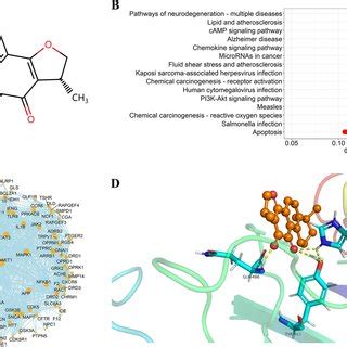 Effect Of Cts Treatment On A O Induced Ht Cells Western Blot A