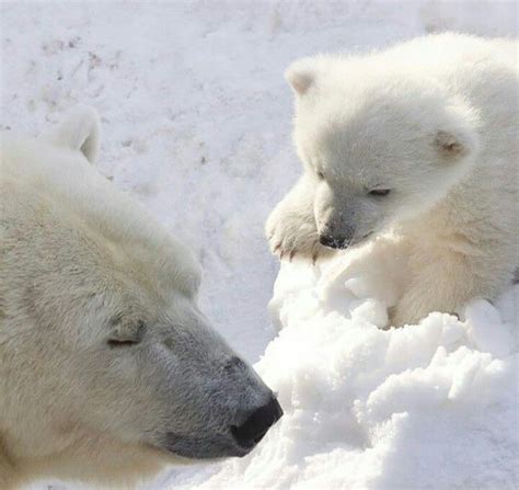 Mom Bear Baby Polar Bears Marine Mammals Bear Cubs Endangered