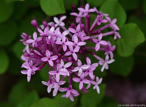 Photo Of The Bloom Of Reblooming Lilac Syringa Bloomerang Dark Purple