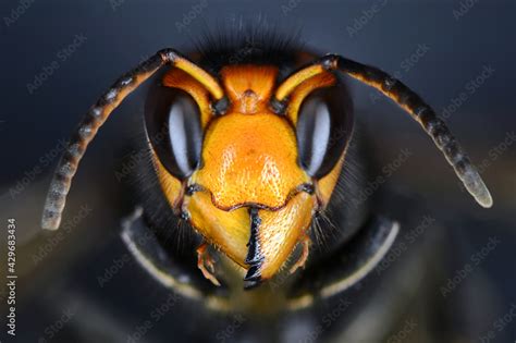 Close Macro View Of An Asian Hornet Head Vespa Velutina Also Known As