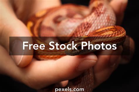 animal pic      animal pic stock  hd