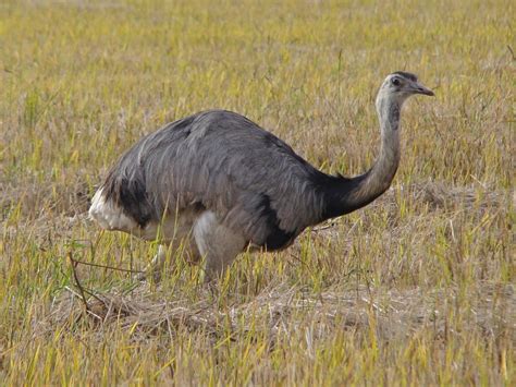 Birds Of The World Large Flightless Birds