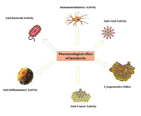 Lactoferrin Can Attenuate SARS CoV 2 An Analysis Of Evidential