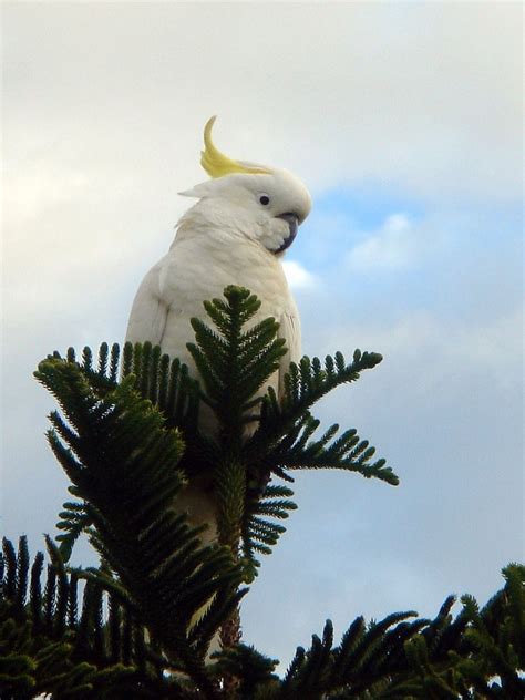 Australian Parrots Free Photo Download | FreeImages