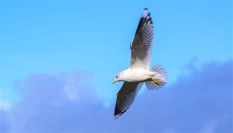 Free Images Sea Water Nature Bird Wing Sky White Pelican