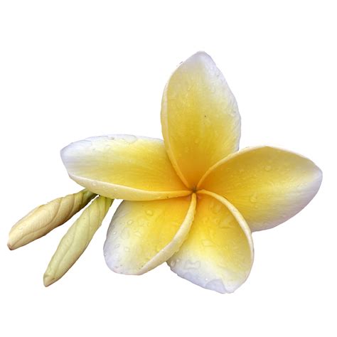 Beautiful Frangipani Flower Png