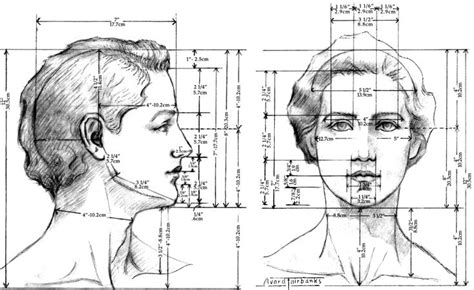 Head Proportions Pesquisa Google In 2024 Head Proportions Human