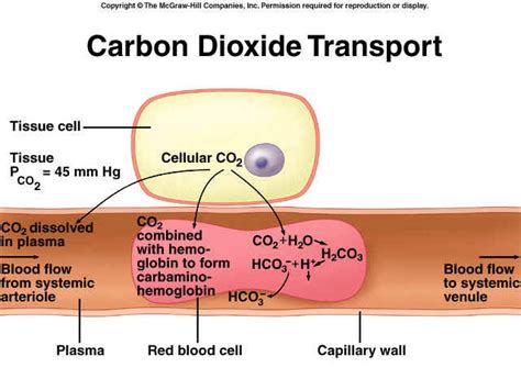 Et cetera. - CO2 Transport: Carbaminohemoglobin Of the CO2 that...