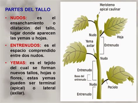 Biología Didáctica Nsc 1° El Tallo