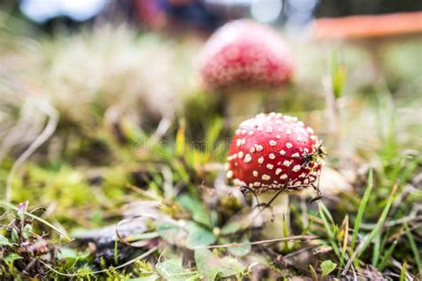 Red Agaric Mushroom Toadstool In The Grass Amanita Muscaria Toxic