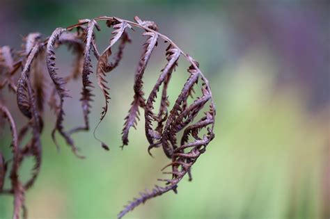 Fern Fronds Leaf Dried - Free photo on Pixabay - Pixabay