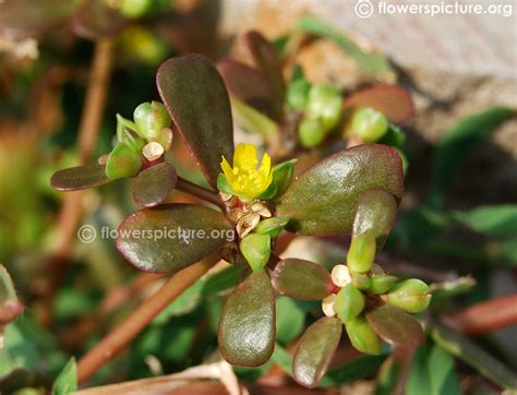 Purslane Portulaca Oleracea