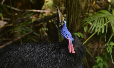 Wildlife of the Rainforest | Daintree Rainforest Discovery Centre