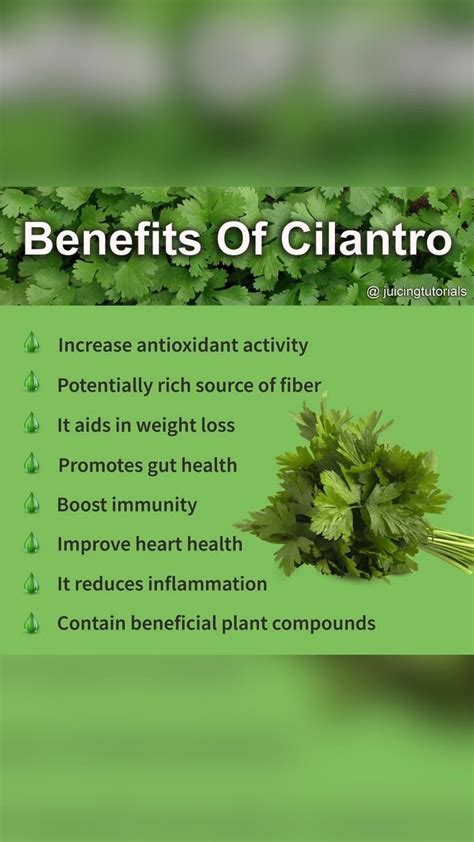 Benefits Of Cilantro Artofit