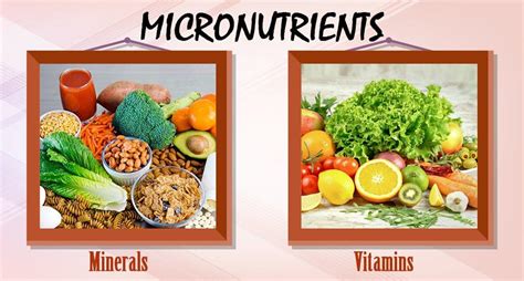 Classification Of Nutrients Lesson Science Cbse Class