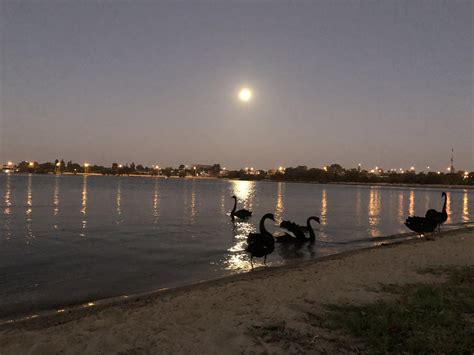 Swan River tonight : r/perth