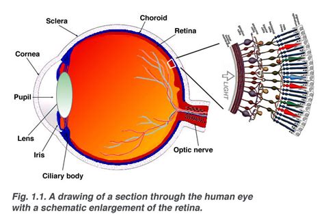 Back To Basics The Retina Sydney Ophthalmic Specialists