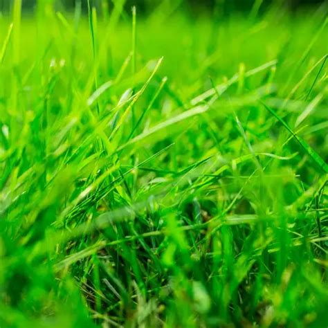 How to Use Nitrogen Fertilizer for Healthy Grass