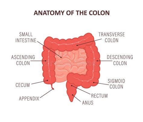 Anatomy Of The Colon With Description Parts Intestine Icon Human