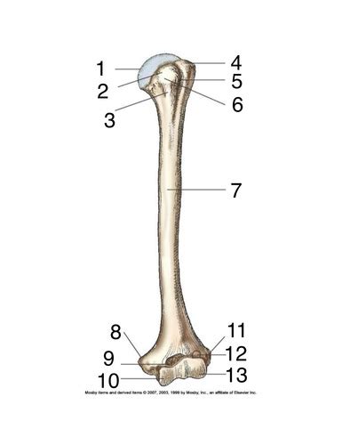 Humerus Clavicle And Shoulder Joint Flashcards Quizlet