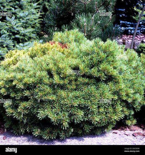 Weymouth Kiefer Pinus Strobus Hi Res Stock Photography And Images Alamy