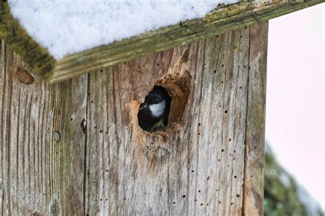 Tit Besar Dada Rumah Burung Foto Gratis Di Pixabay Pixabay