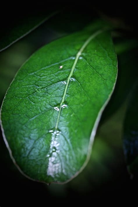 Banco De Imagens Natureza Orvalho Plantar Folha Flor Verde