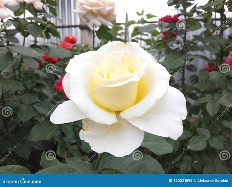 White Rose Background View Nature Beauty Flower Floral Sweet