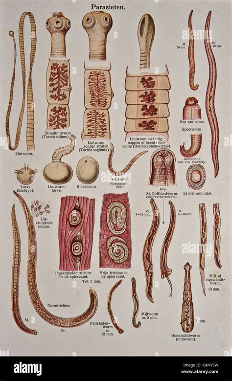 Types Of Intestinal Worms