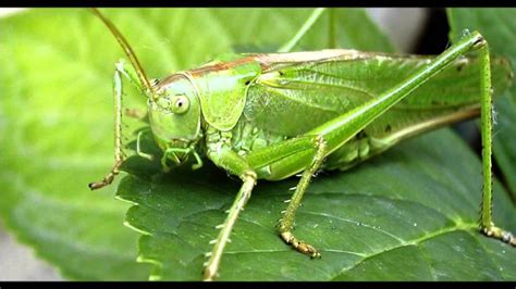 Grillo o saltamontes Características hábitat propiedades y más