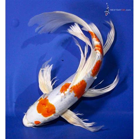 5 5 Doitsu Blue Kujaku Butterfly Fin Live Koi Fish Pond Garden Ndk