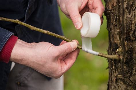 Steps To Grafting Fruit Trees