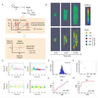 Atml Fluctuates In Sepal Epidermal Cells To Initiate Giant Cell