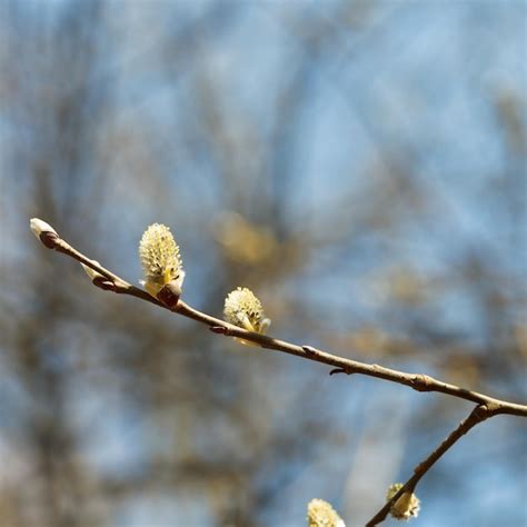 Premium Photo Blossoming Twigs Of Pussy Willow Tree