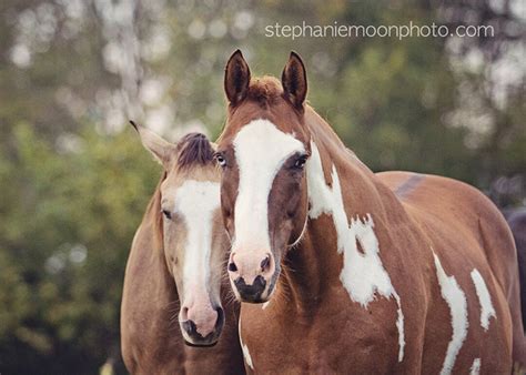 Horse Photography, Wild Horses, Wild Horse Photography, Fine Art Equine ...