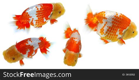 Lionhead Goldfish - Free Stock Images & Photos - 3612052 | StockFreeImages.com