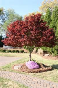 Bloodgood Japanese Maple Tree Acer Palmatum 'Bloodgood' | Red Japanese