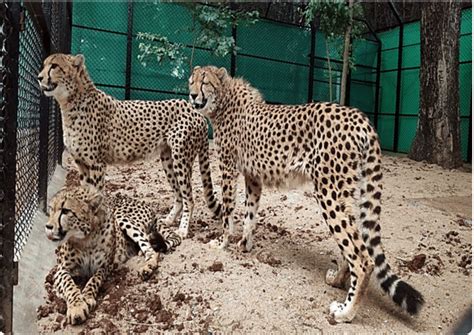 African Cheetahs To Revive Indias Extinct Species Will Be