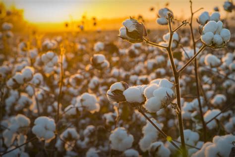 All You Need To Know About Bci Cotton And How It Works Carrington