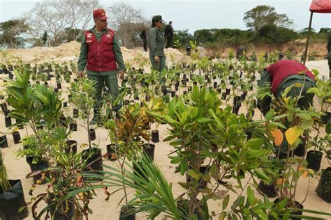 ¿cómo Sí Debe Ser La Reforestación En Parques Nacionales