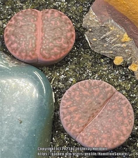 Photo Of The Entire Plant Of Living Stones Lithops Bromfieldii Var