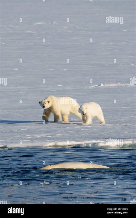 Polar Bear Mother With Cub Walking On The Ice Next To A Pod Of