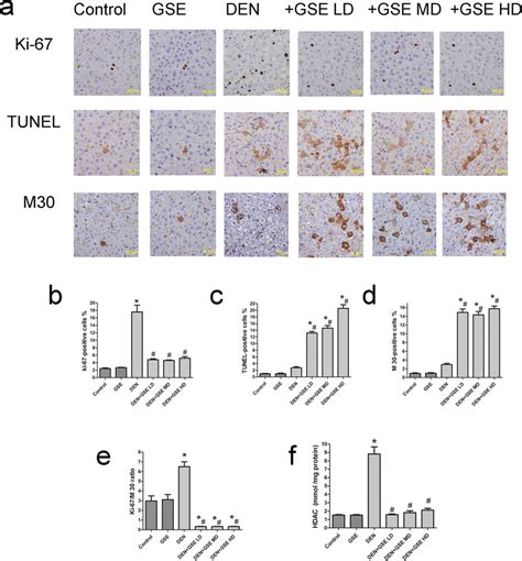 Effects Of Gse On Cell Proliferation Ki 67 And Apoptotic Cell Death Download Scientific