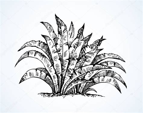 Arbusto Tropical Dibujo Vectorial