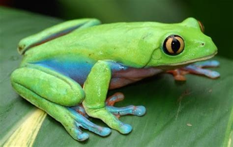 PLANETA ANFIBIO Agalychnis Annae Rana arborícola de lados azules