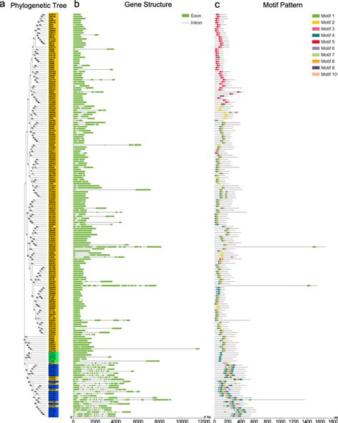 Architecture Of Phylogenetic Tree Gene Structure And Protein Conserved