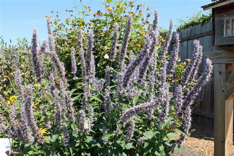 Garden Housecalls - Giant hyssop ‘Blue Fortune’