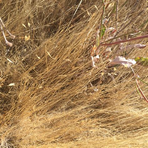 Naked Buckwheat In July By Wanderingfalcon INaturalist