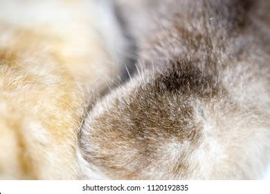 Testis Male Cat Scene Stock Photo Shutterstock